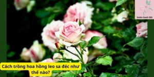 Cách trồng hoa hồng leo sa đéc như thế nào?