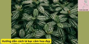 Hướng dẫn cách lá bạc cắm hoa đẹp