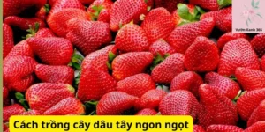 Cách trồng cây dâu tây ngon ngọt