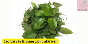 Các loại cây lá giang giống phổ biến