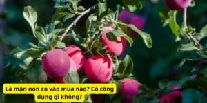 Lá mận non có vào mùa nào? Có công dụng gì không?