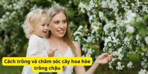 Cách trồng và chăm sóc cây hoa hòe trồng chậu