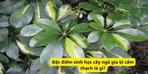 Đặc điểm sinh học cây ngũ gia bì cẩm thạch là gì?