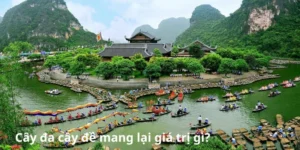 Cây đa cây đề mang lại giá trị gì?