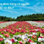 Vườn hoa mãn đình hồng có nguồn gốc từ đâu?