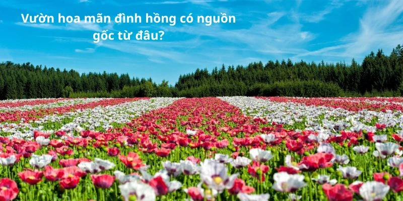 Vườn hoa mãn đình hồng có nguồn gốc từ đâu?