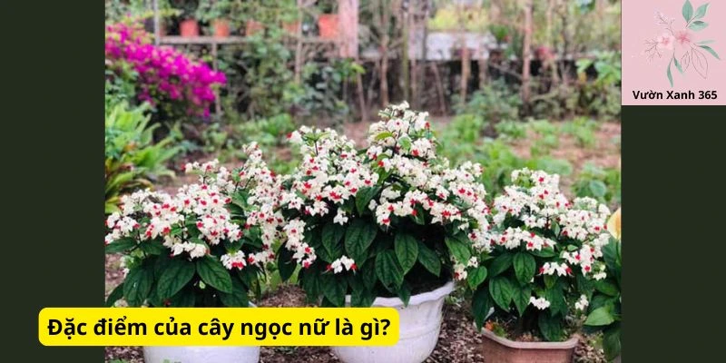 Đặc điểm của cây ngọc nữ là gì?