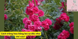 Cách trồng hoa hồng leo sa đéc như thế nào?