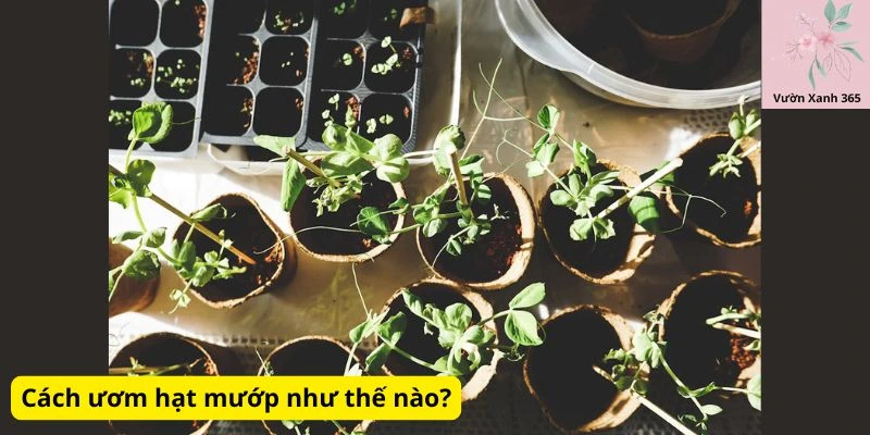 Cách ươm hạt mướp như thế nào?