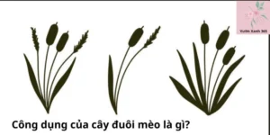 Công dụng của cây đuôi mèo là gì?