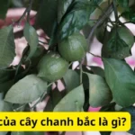 Công dụng của cây chanh bắc là gì?