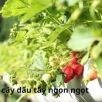 Cách trồng cây dâu tây ngon ngọt