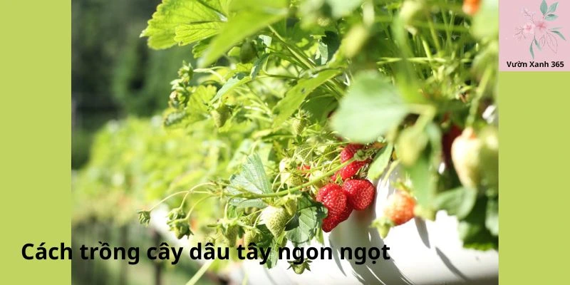 Cách trồng cây dâu tây ngon ngọt