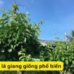 Các loại cây lá giang giống phổ biến