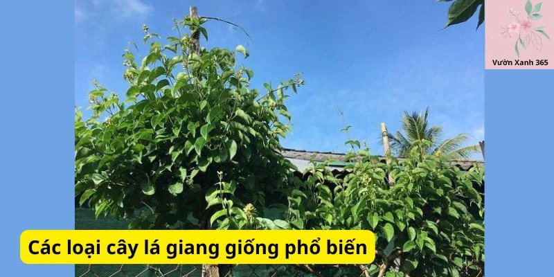 Các loại cây lá giang giống phổ biến