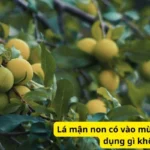 Lá mận non có vào mùa nào? Có công dụng gì không?