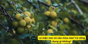 Lá mận non có vào mùa nào? Có công dụng gì không?