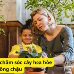 Cách trồng và chăm sóc cây hoa hòe trồng chậu