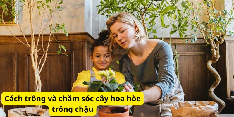 Cách trồng và chăm sóc cây hoa hòe trồng chậu