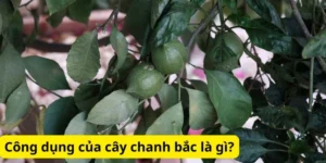 Công dụng của cây chanh bắc là gì?