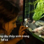 Hướng dẫn trồng cây thủy sinh trong bể cá