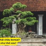 Đặc điểm của cây hải châu bonsai? Cách chăm sóc như thế nào?