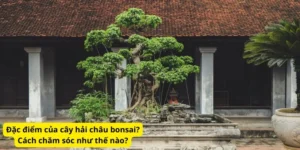 Đặc điểm của cây hải châu bonsai? Cách chăm sóc như thế nào?