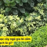 Đặc điểm sinh học cây ngũ gia bì cẩm thạch là gì?