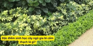 Đặc điểm sinh học cây ngũ gia bì cẩm thạch là gì?